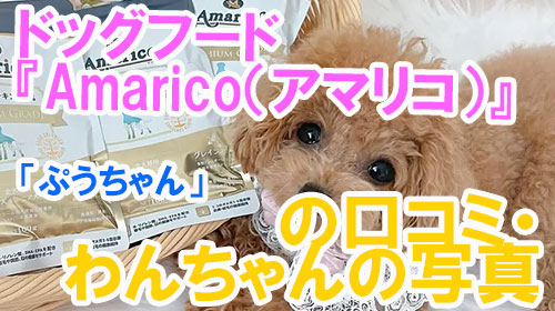 【1-ぷうちゃん】ドッグフード『Amarico（アマリコ）』の口コミ・わんちゃんの写真