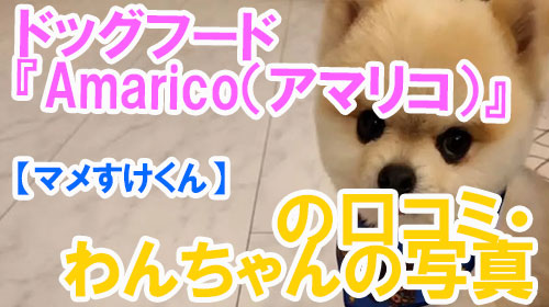 【2-マメすけくん】ドッグフード『Amarico（アマリコ）』の口コミ・わんちゃんの写真