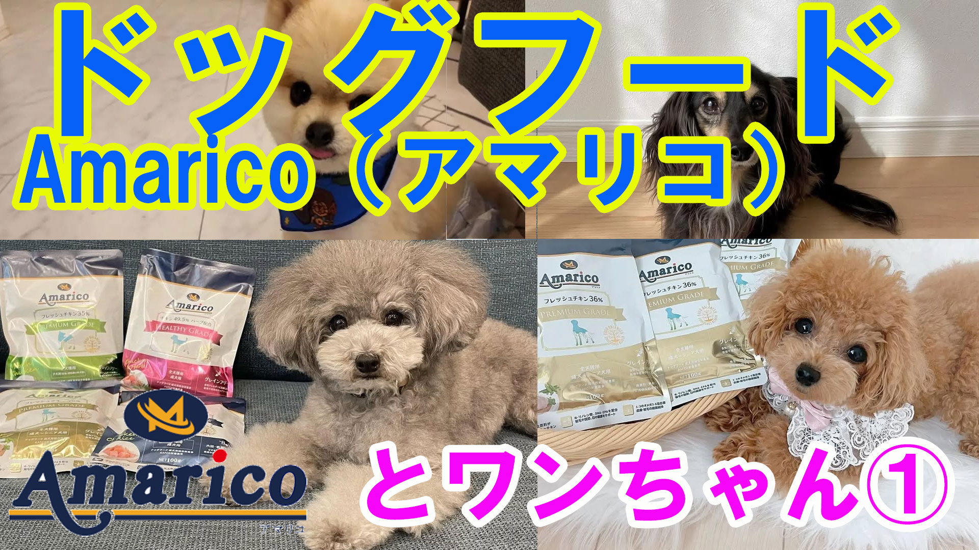 ドッグフード『Amarico（アマリコ）』とワンちゃん①