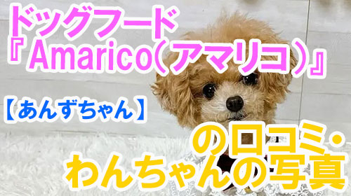 【11-あんずちゃん】ドッグフード『Amarico（アマリコ）』の口コミ・わんちゃんの写真.