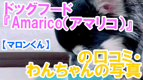 【12-マロンくん】ドッグフード『Amarico（アマリコ）』の口コミ・わんちゃんの写真.