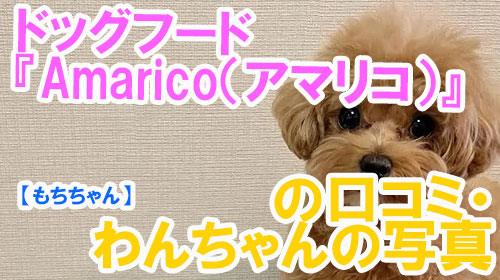 【14-もちちゃん】ドッグフード『Amarico（アマリコ）』の口コミ・わんちゃんの写真.