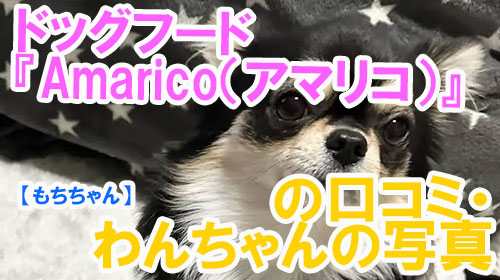 【15-りたくん】ドッグフード『Amarico（アマリコ）』の口コミ・わんちゃんの写真