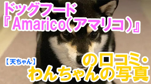 【19-天ちゃん】ドッグフード『Amarico（アマリコ）』の口コミ・わんちゃんの写真.