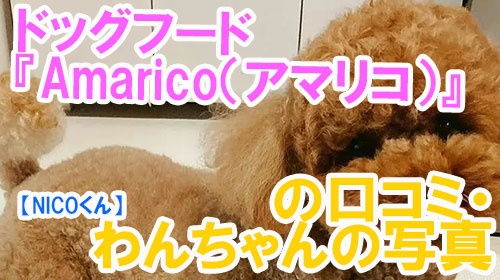 【21-NICOくん】ドッグフード『Amarico（アマリコ）』の口コミ・わんちゃんの写真.