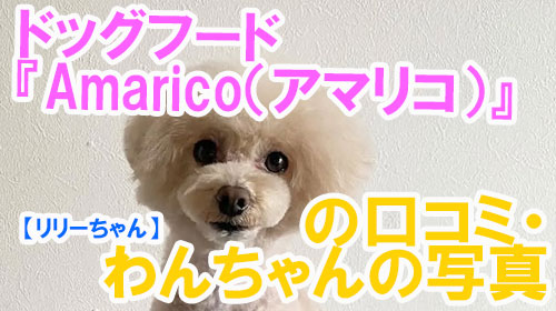 【24-リリーちゃん】ドッグフード『Amarico（アマリコ）』の口コミ・わんちゃんの写真.