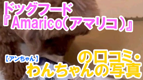 【25-アンちゃん】ドッグフード『Amarico（アマリコ）』の口コミ・わんちゃんの写真.