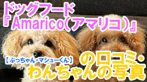 【26-ぷっちゃん・マシューくん】ドッグフード『Amarico（アマリコ）』の口コミ・わんちゃんの写真.