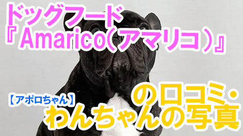 【30-アポロちゃん】ドッグフード『Amarico（アマリコ）』の口コミ・わんちゃんの写真.