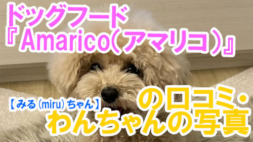 【31-みる(miru)ちゃん】ドッグフード『Amarico（アマリコ）』の口コミ・わんちゃんの写真.