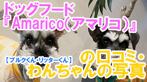 【32-ブルクくん・リッターくん】ドッグフード『Amarico（アマリコ）』の口コミ・わんちゃんの写真.
