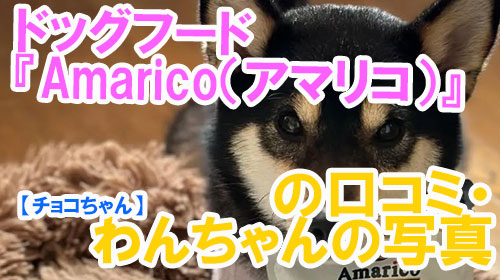 【33-チョコちゃん】ドッグフード『Amarico（アマリコ）』の口コミ・わんちゃんの写真.