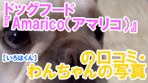 【38-いろはくん】ドッグフード『Amarico（アマリコ）』の口コミ・わんちゃんの写真.