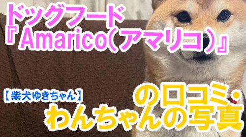 【40-柴犬ゆきちゃん】ドッグフード『Amarico（アマリコ）』の口コミ・わんちゃんの写真.