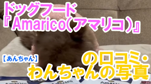【41-あんちゃん】ドッグフード『Amarico（アマリコ）』の口コミ・わんちゃんの写真