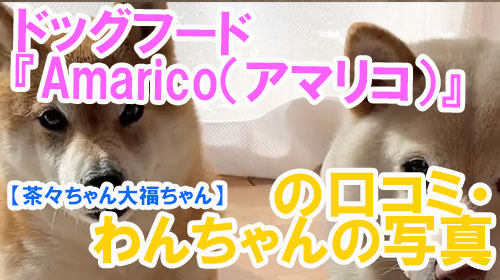 【42-茶々ちゃん大福ちゃん】ドッグフード『Amarico（アマリコ）』の口コミ・わんちゃんの写真.