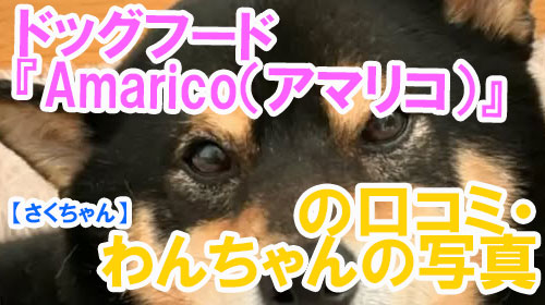 【44-さくちゃん】ドッグフード『Amarico（アマリコ）』の口コミ・わんちゃんの写真.
