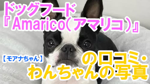 【45-モアナちゃん】ドッグフード『Amarico（アマリコ）』の口コミ・わんちゃんの写真.