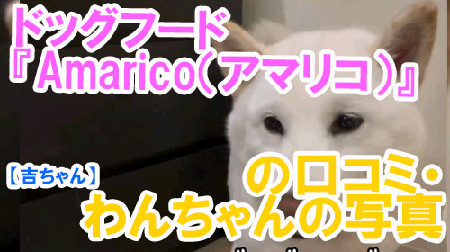 【46-吉ちゃん】ドッグフード『Amarico（アマリコ）』の口コミ・わんちゃんの写真.