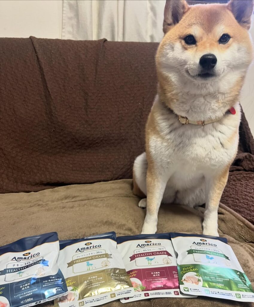 【柴犬ゆきちゃん】写真.