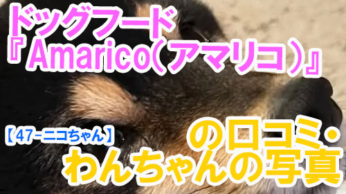 【47-ニコちゃん】ドッグフード『Amarico（アマリコ）』の口コミ・わんちゃんの写真.