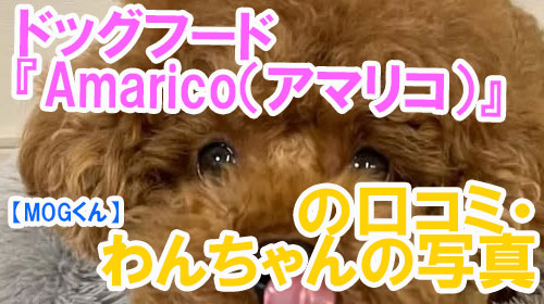 【50-MOGくん】ドッグフード『Amarico（アマリコ）』の口コミ・わんちゃんの写真.