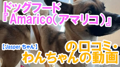 【Jasper-ちゃん】ドッグフード『Amarico（アマリコ）』の口コミ・わんちゃんの写真.jpg
