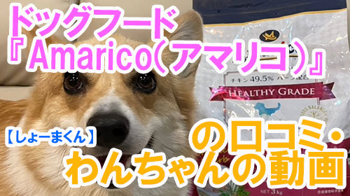 【しょーまくん】ドッグフード『Amarico（アマリコ）』の口コミ・わんちゃんの写真.