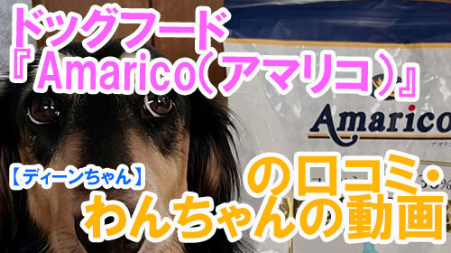【ディーンちゃん】ドッグフード『Amarico（アマリコ）』の口コミ・わんちゃんの写真.