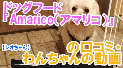 【レオちゃん】ドッグフード『Amarico（アマリコ）』の口コミ・わんちゃんの写真.