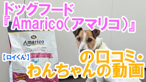 【ロイくん】ドッグフード『Amarico（アマリコ）』の口コミ・わんちゃんの写真.