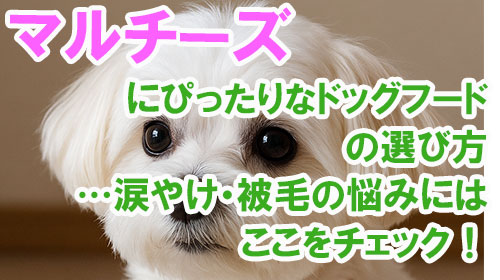 マルチーズにぴったりなドッグフードの選び方…涙やけ・被毛の悩みにはここをチェック！